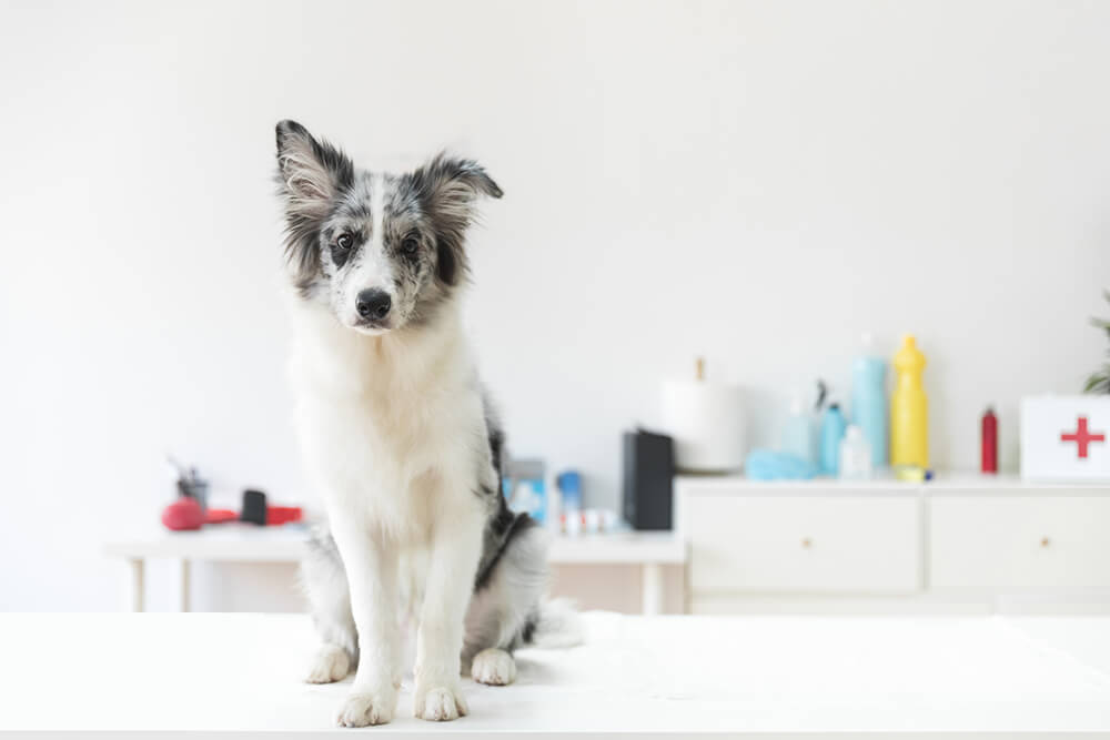 Cómo manejas el tratamiento antiepliéptico en casa en los perros