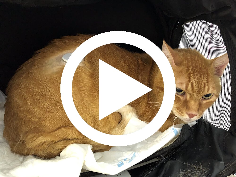 del freestyle en gatos diabéticos - Ifevet Streaming