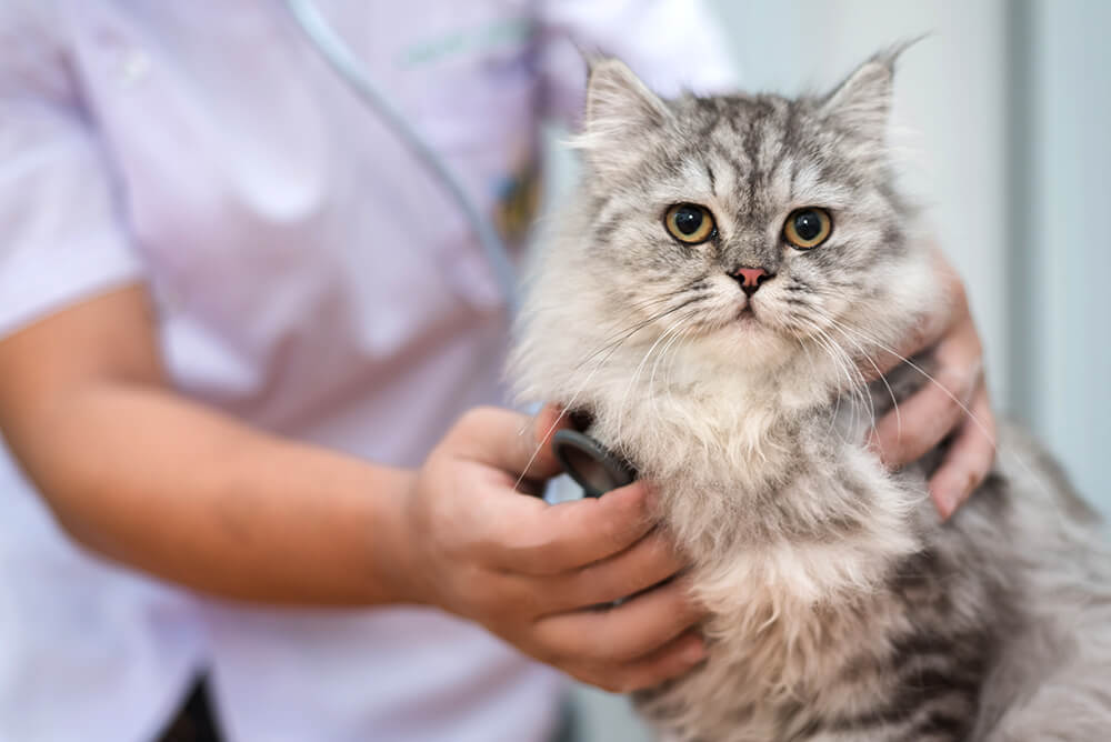 Antiproteinúricos en gatos: ¿cuáles, cuándo y cómo?