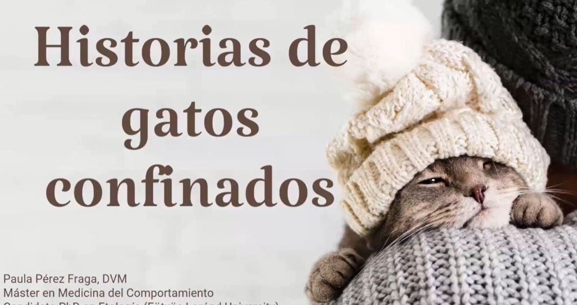 cronicas-de-gatos-en-confinamiento