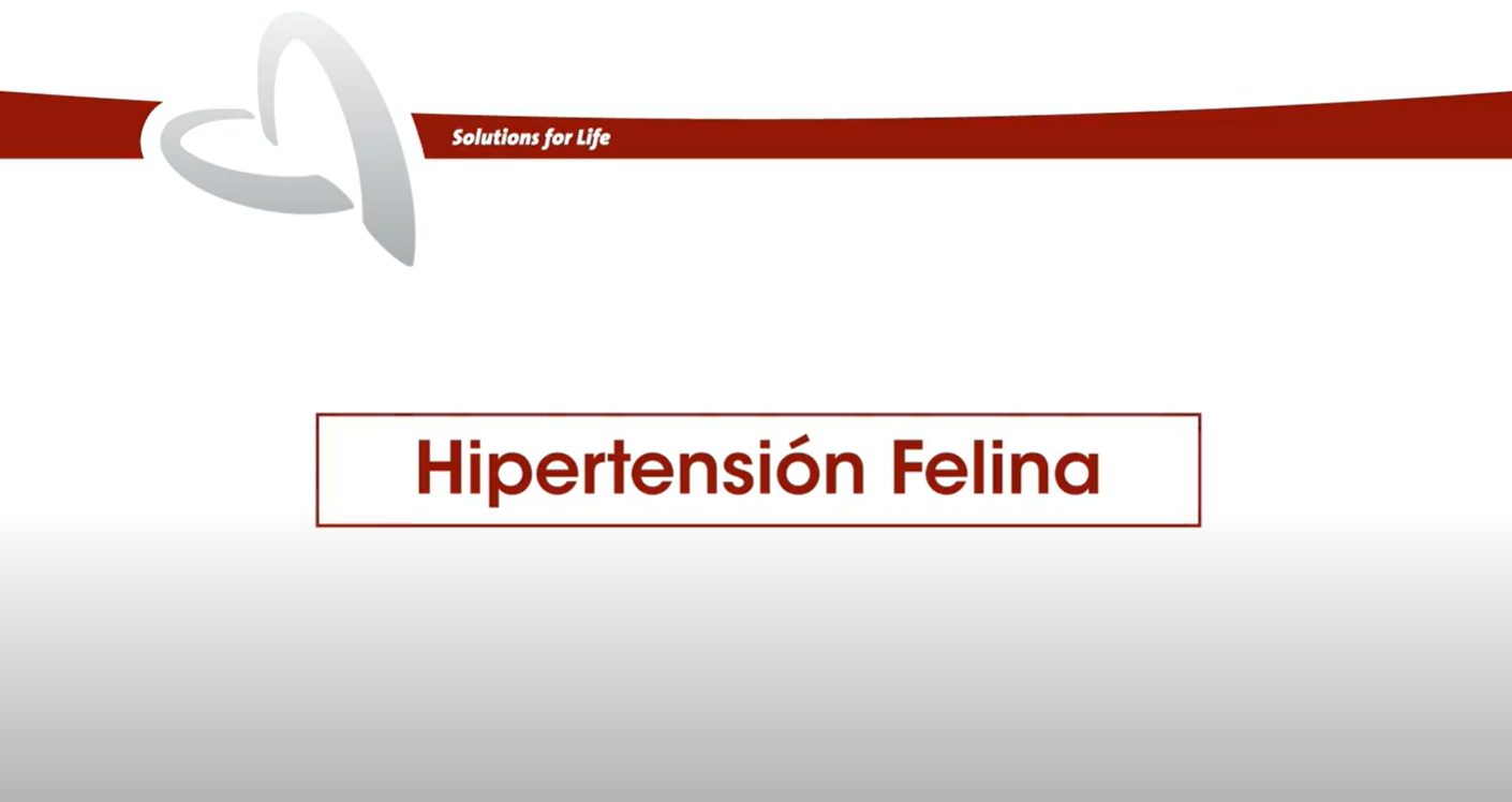 ceva - hipertensión felina