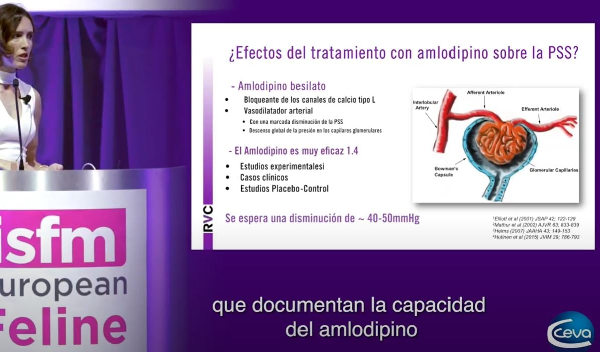 tratamiento-de-la-hipertension-felina