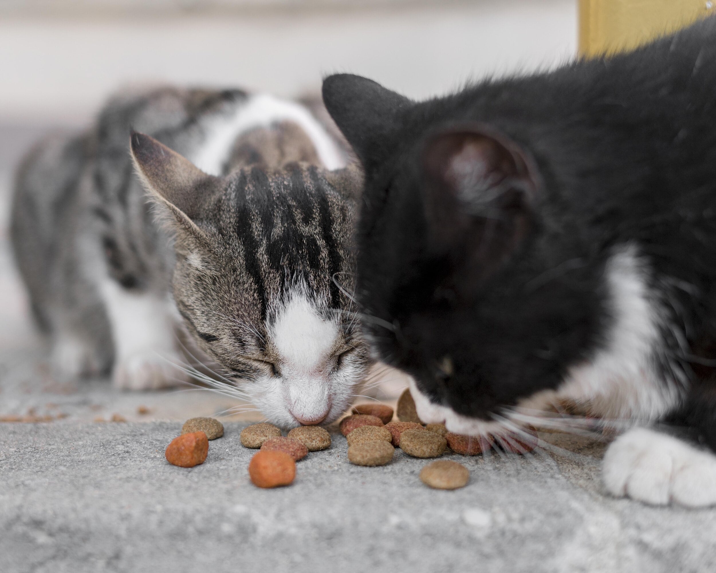 Anorexia en gatos, cómo abordarlo cinicamente (1)