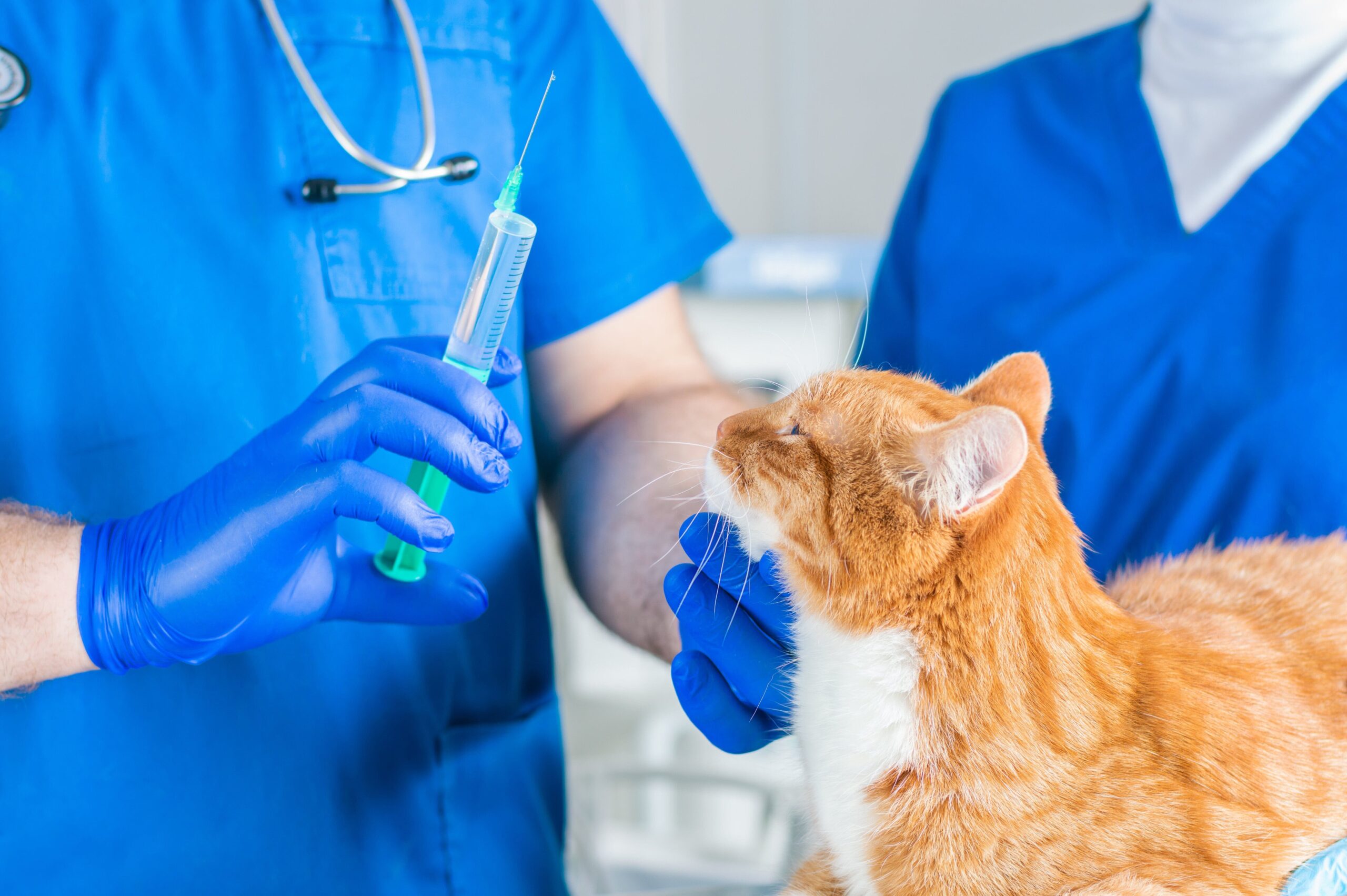 Como colocar un tubo de esofagostomía en un gato (1)
