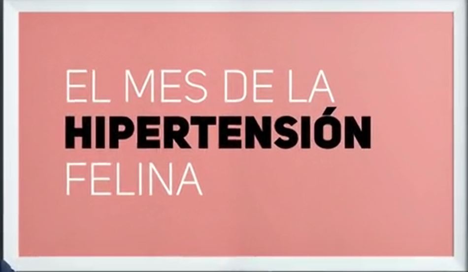 hipertension-felina