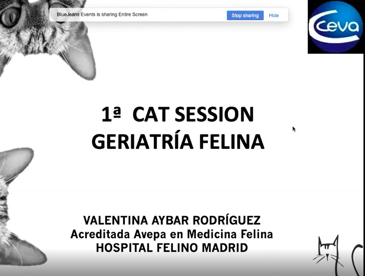 1a CAT session Geriatría felina