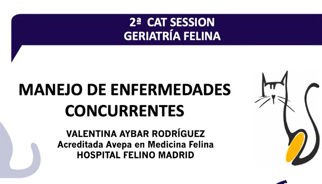 2ª-cat-session-sobre-geriatria-felina