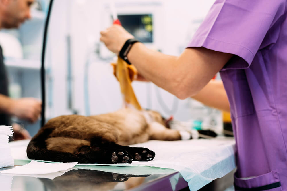 Urgencias en el paciente felino: Casos clínicos