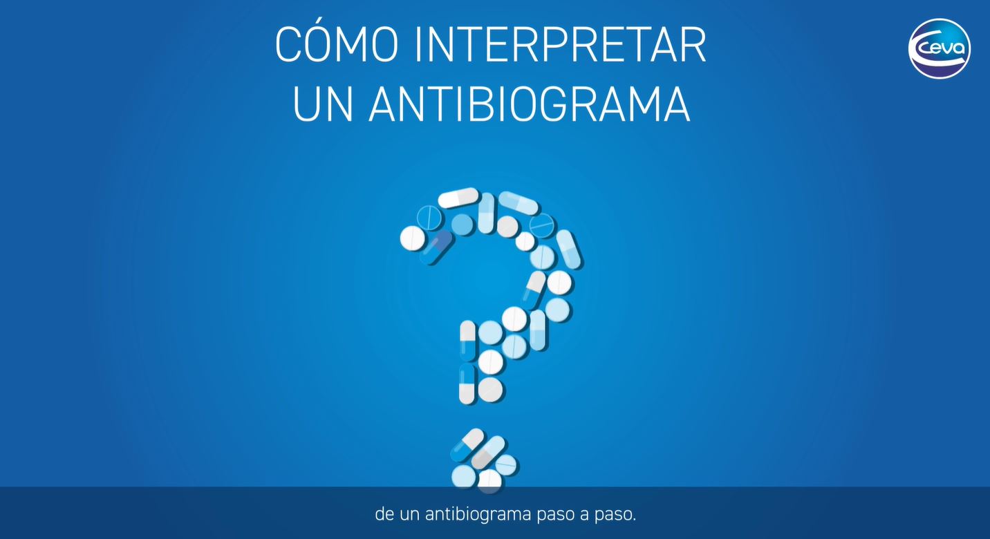 como-interpretar-antibiograma-paso-a-paso