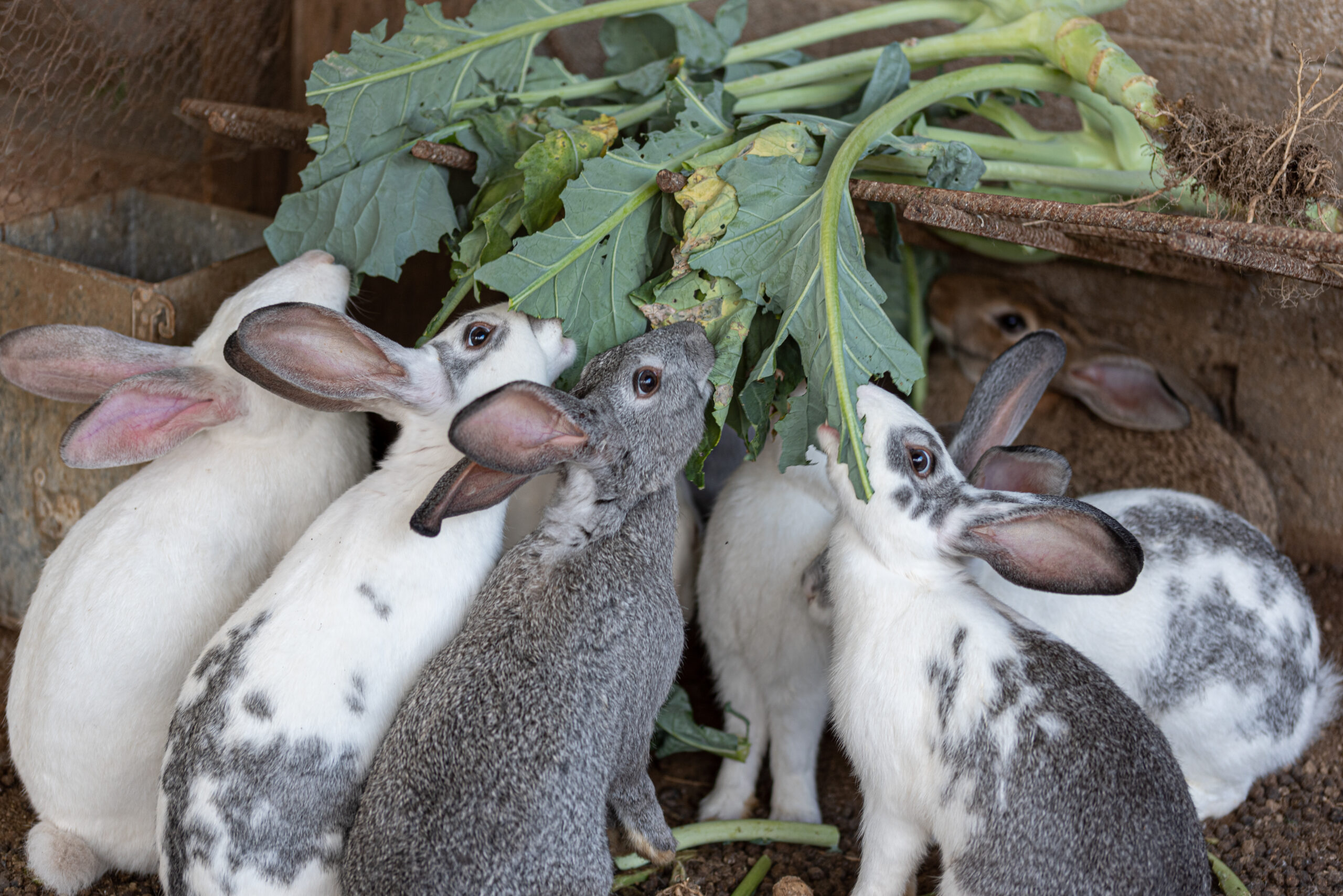 Portrait of rabbits on eating vegetables on the farm