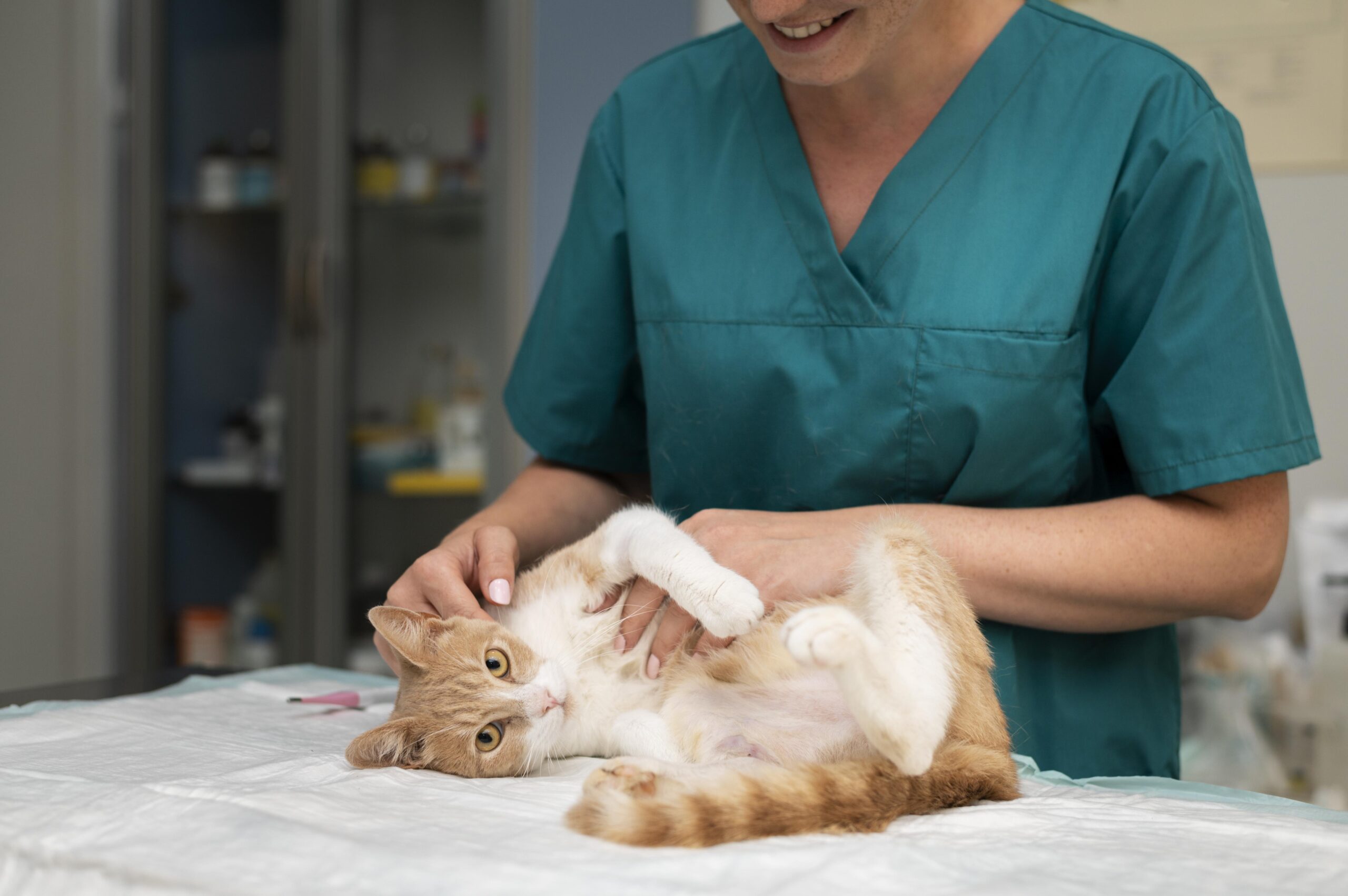 Todo lo que hay que saber de la intubación en gatos