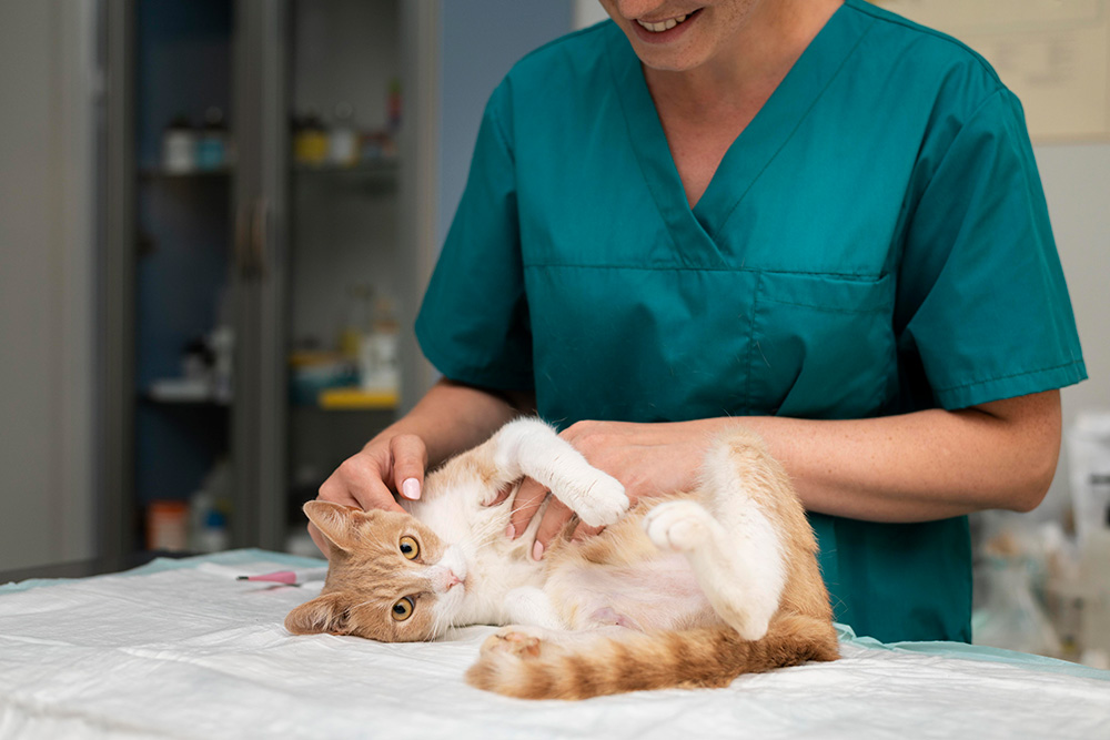 Diagnóstico por imagen del páncreas en gatos