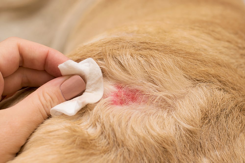 Leishmania canina: actualización en tratamiento