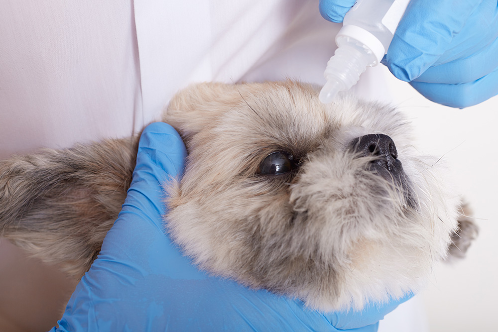 Enfermedades de la órbita en el perro y el gato – abordaje diagnóstico y casos clínicos.