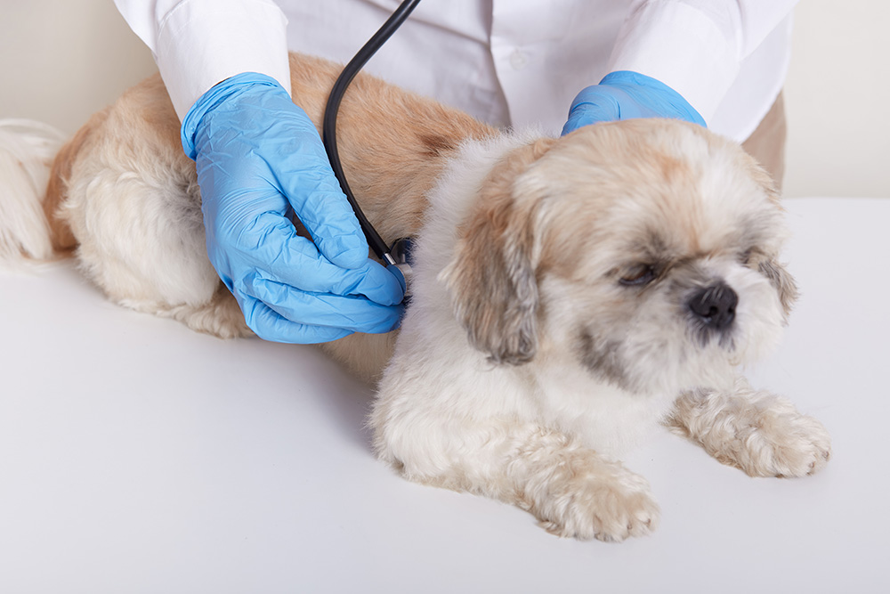 veterinary-in-blue-protective-latex-gloves-examining-dog-via-stethoscope