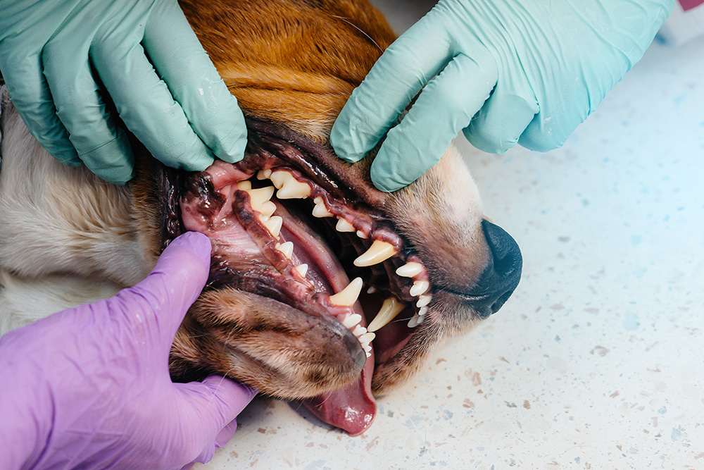 beautiful-thoroughbred-dog-is-given-dental-cleaning-and-dental-procedures-in-modern-veterinary-clinic