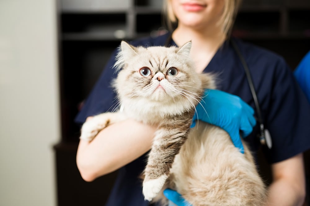 cute-white-persian-cat-in-the-arms-of-female-veterinarian-with-gloves-close-up-of-professional-vet-holding-healthy-fluffy-cat-pet-at-the-animal-clinic