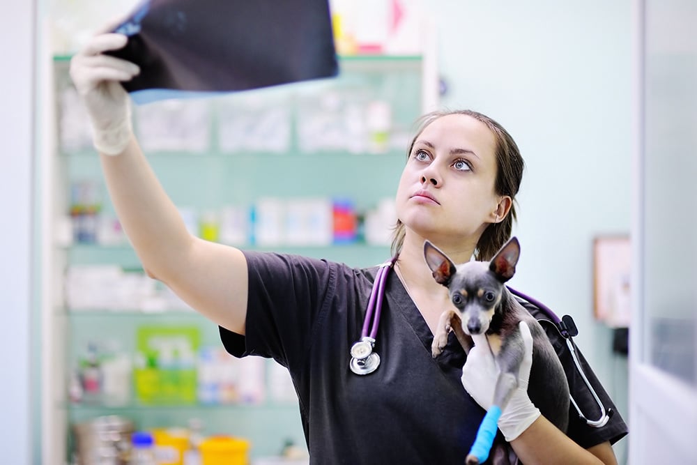 female-veterinarian-doctor-with-dog-looking-at-x-ray-during-the-examination-in-veterinary-clinic-little-dog-with-broken-leg-in-veterinary-clinic