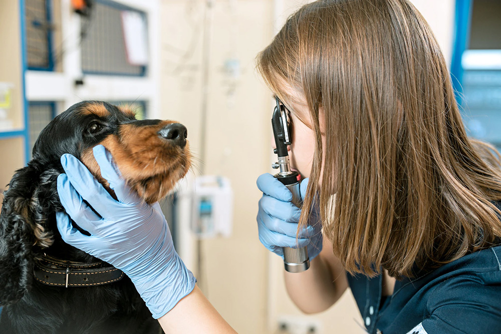 concepto-medicina-cuidado-mascotas-personas-medico-veterinario-perros-clinica-veterinaria_155003-4845