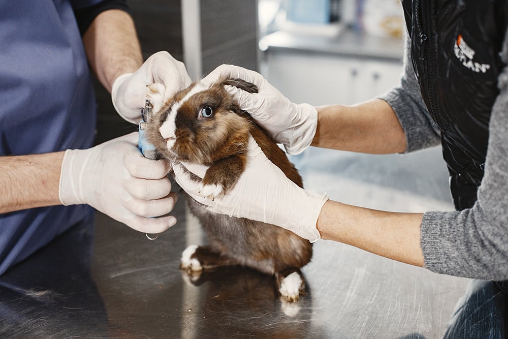 brown-rabbit-on-couch-veterinarian-trims-claws-doctors-in-gloves