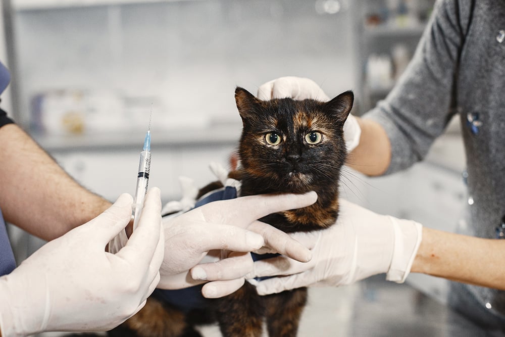 brown-pussy-after-surgery-injection-for-an-animal-vet-in-mittens-with-an-injection