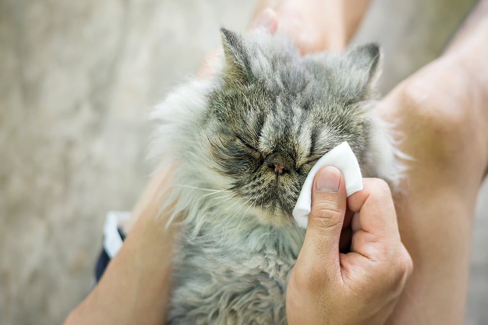 man-cleaning-eye-of-gray-striped-persian-cat