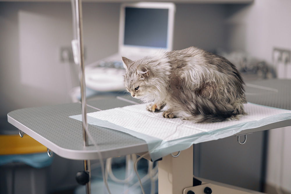 sad-furry-grey-cat-on-intravenous-infusion-sits-on-table-covered-with-disposable-underpad-in-veterinary-hospital-office-medical-care-for-pets