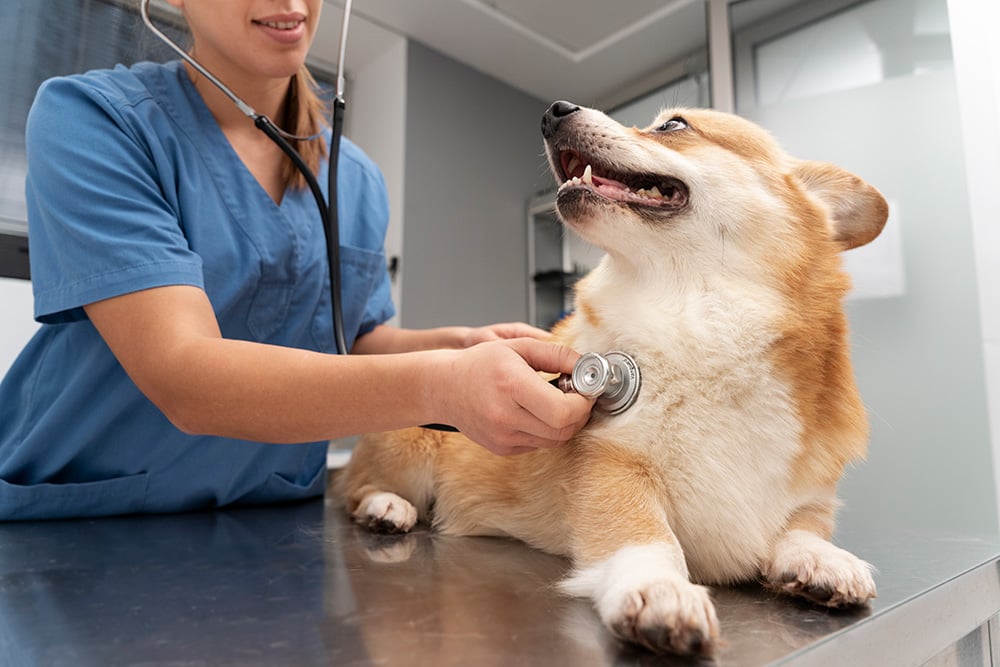 veterinarian-taking-care-of-pet-dog