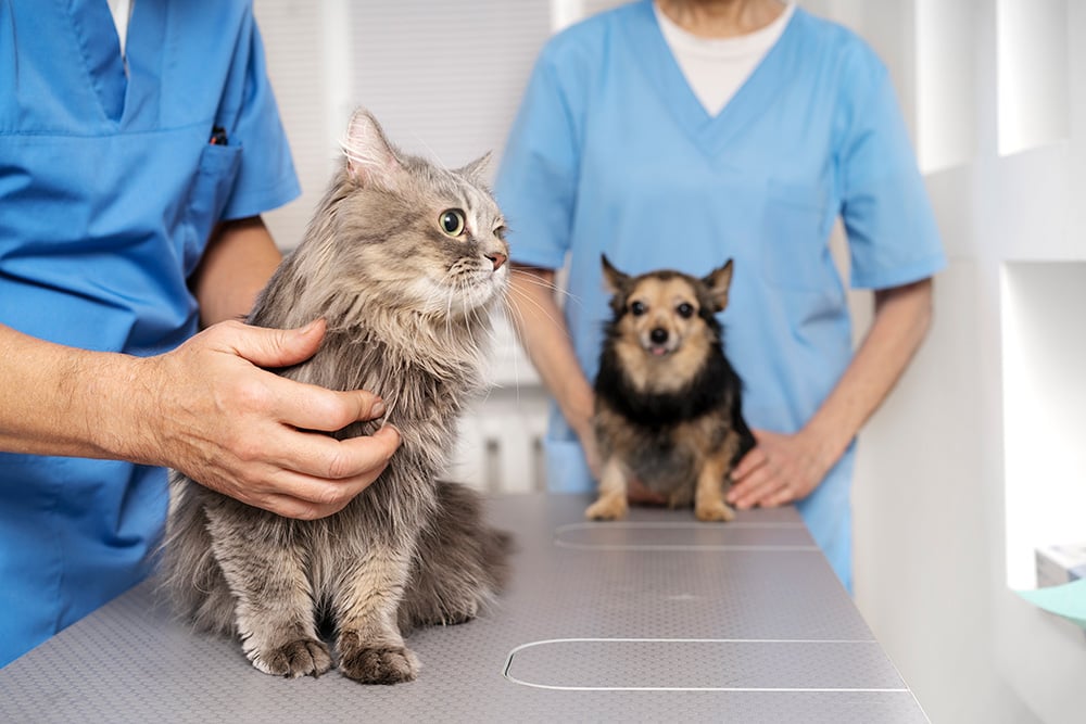 acercamiento-al-medico-veterinario-cuidando-mascota