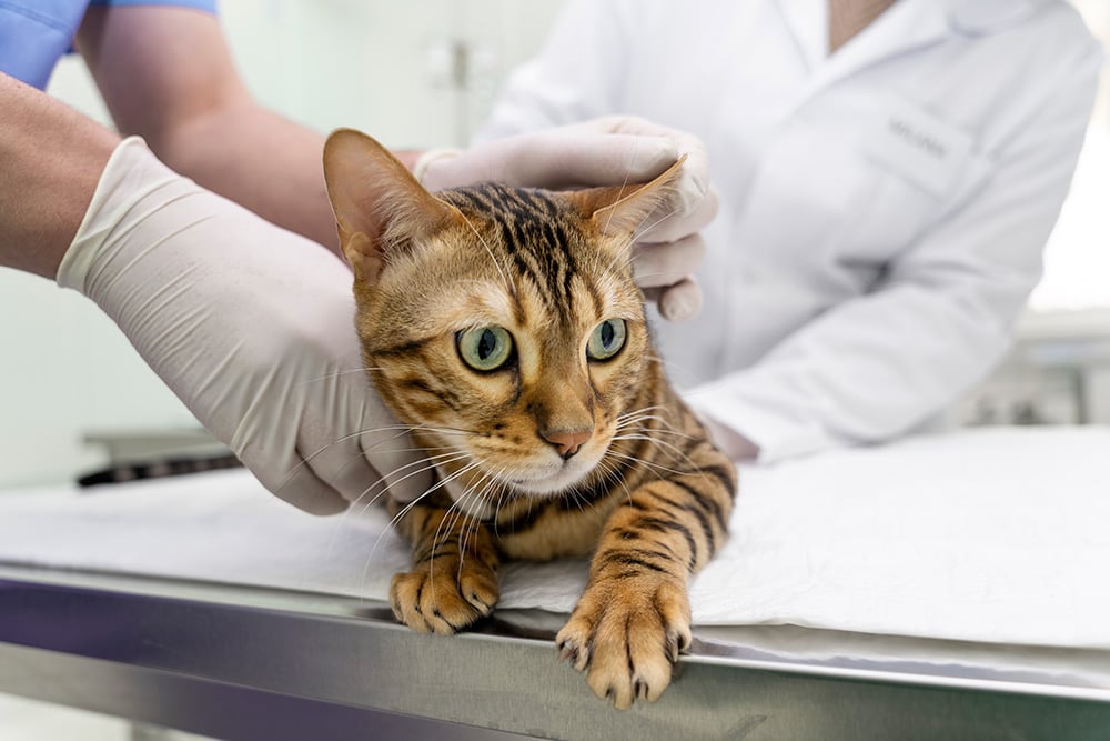cerrar-veterinario-ayudando-lindo-gato (1)