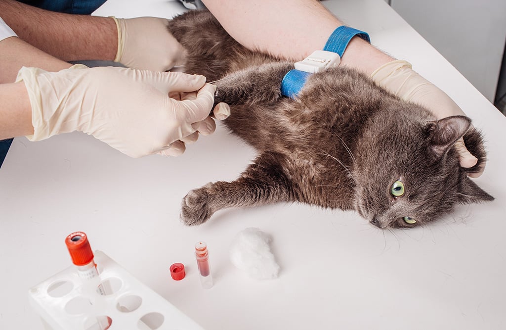 examen-sangre-veterinario-gato-veterinaria
