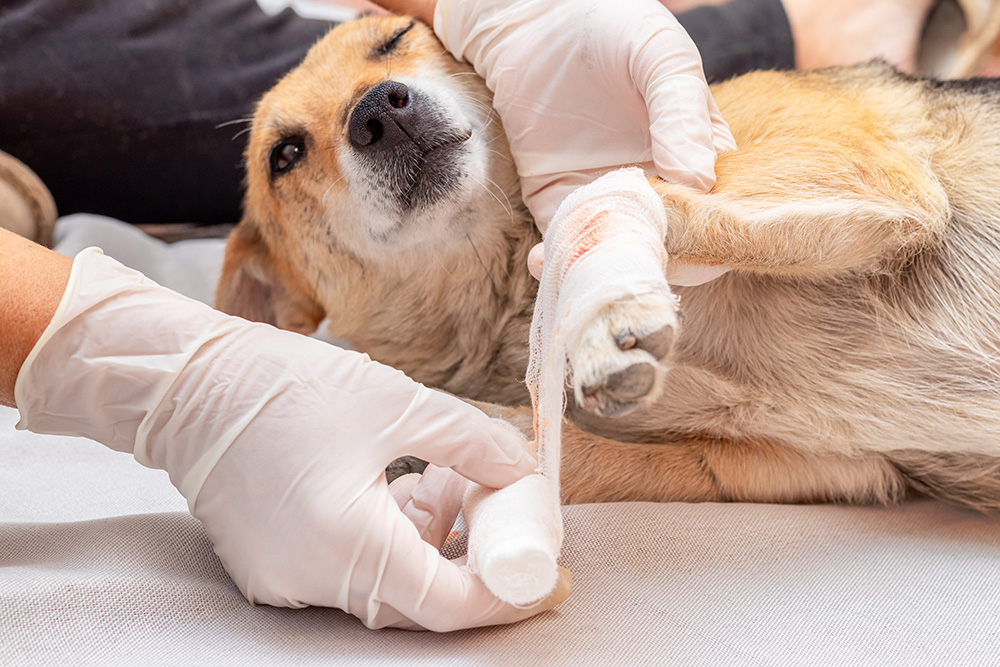 veterinario-aplica-vendaje-pierna-lesionada-perro
