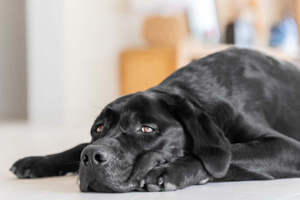 Silky black young reclining Labrador on the floor in interior