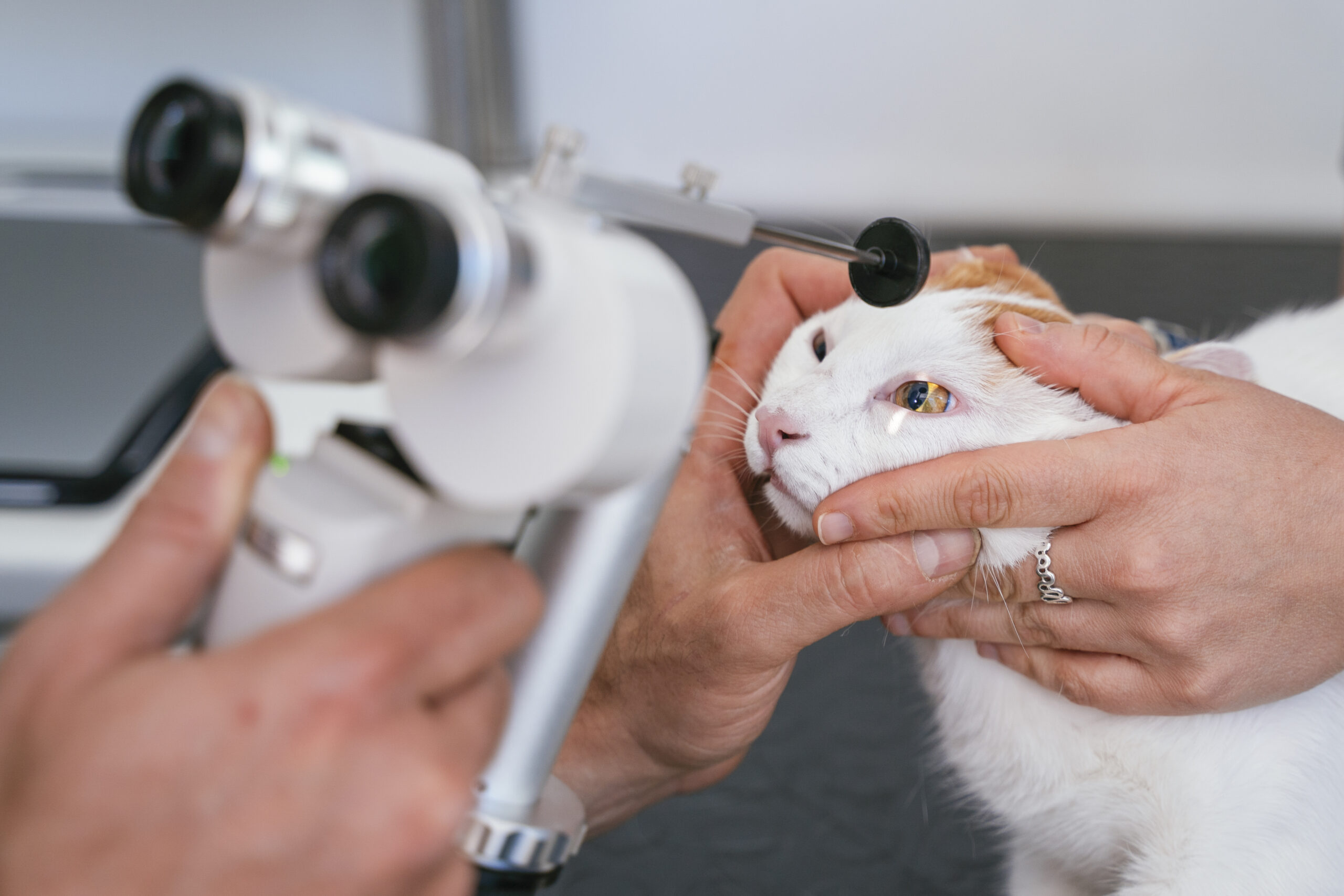 Professional veterinarian using magnifying glass for animals.