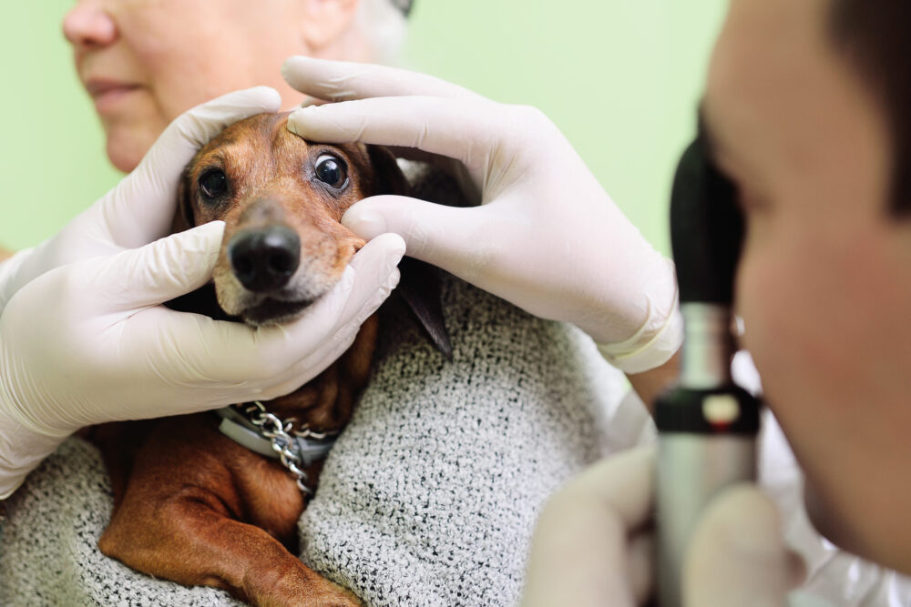 medical examination of dog dachshunds in a veterinary clinic