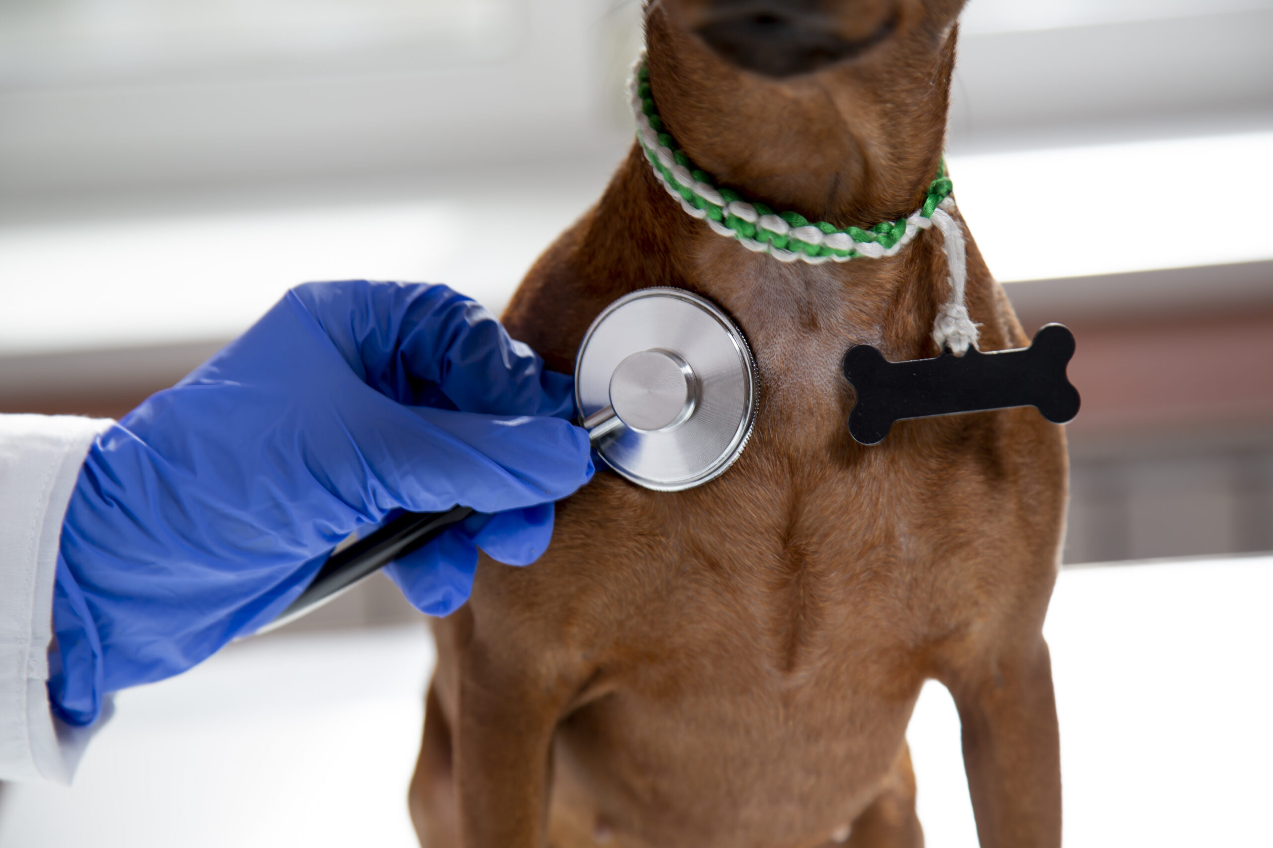 The doctor uses a stethoscope to listen to the pet's breathing.