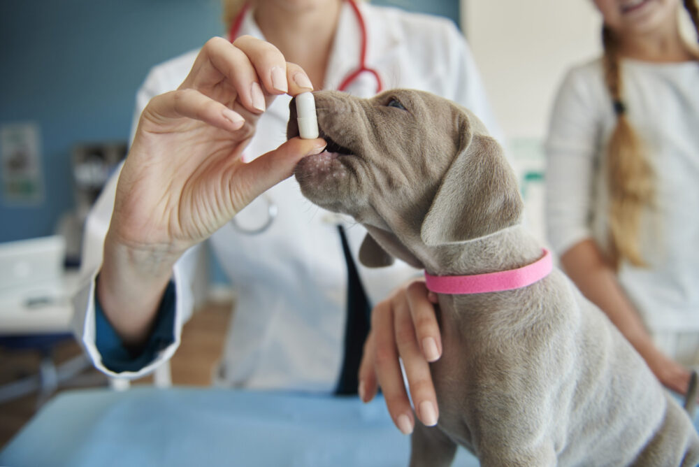 Some vitamins for small puppy