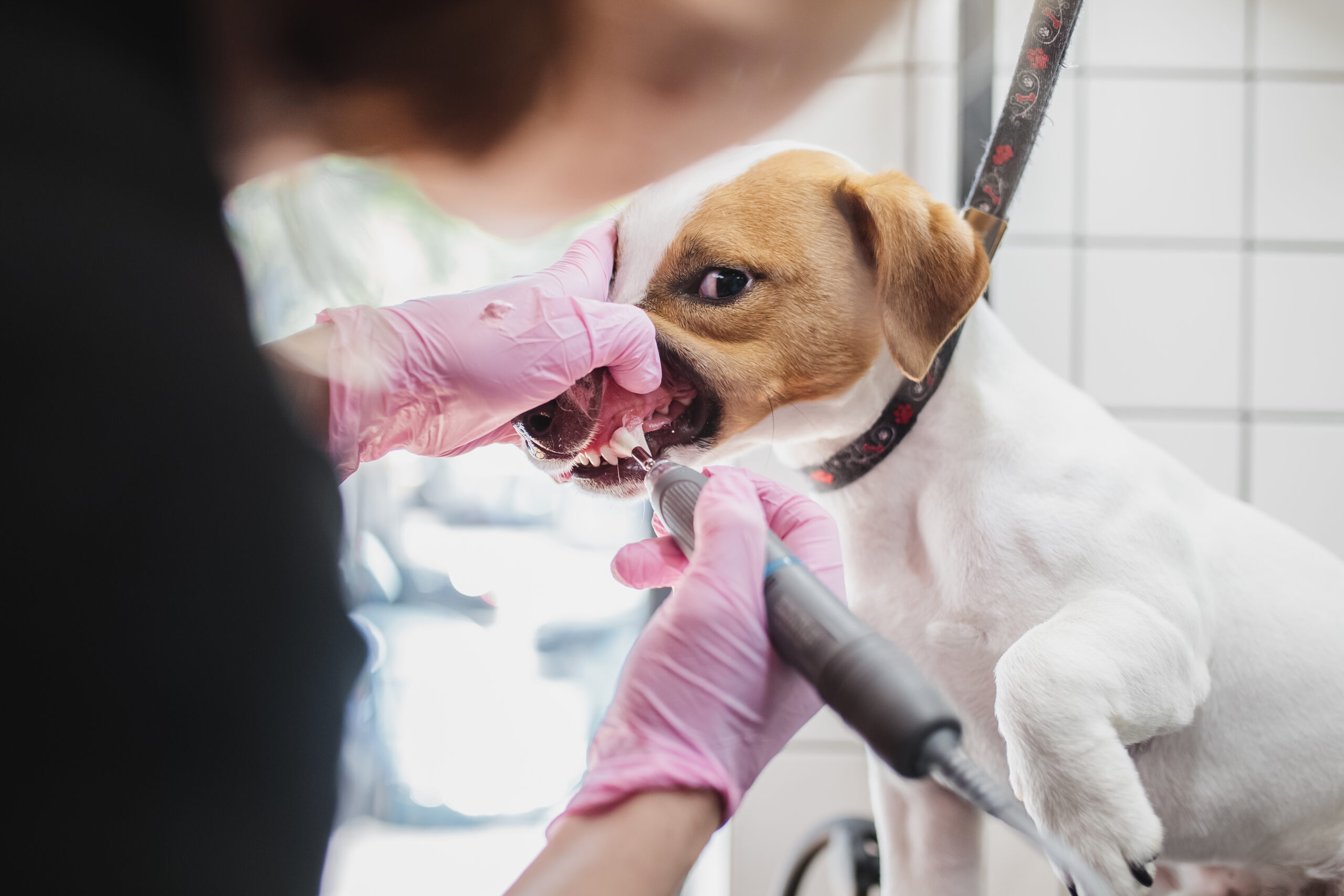 Brushing a dog's teeth. Grooming salon