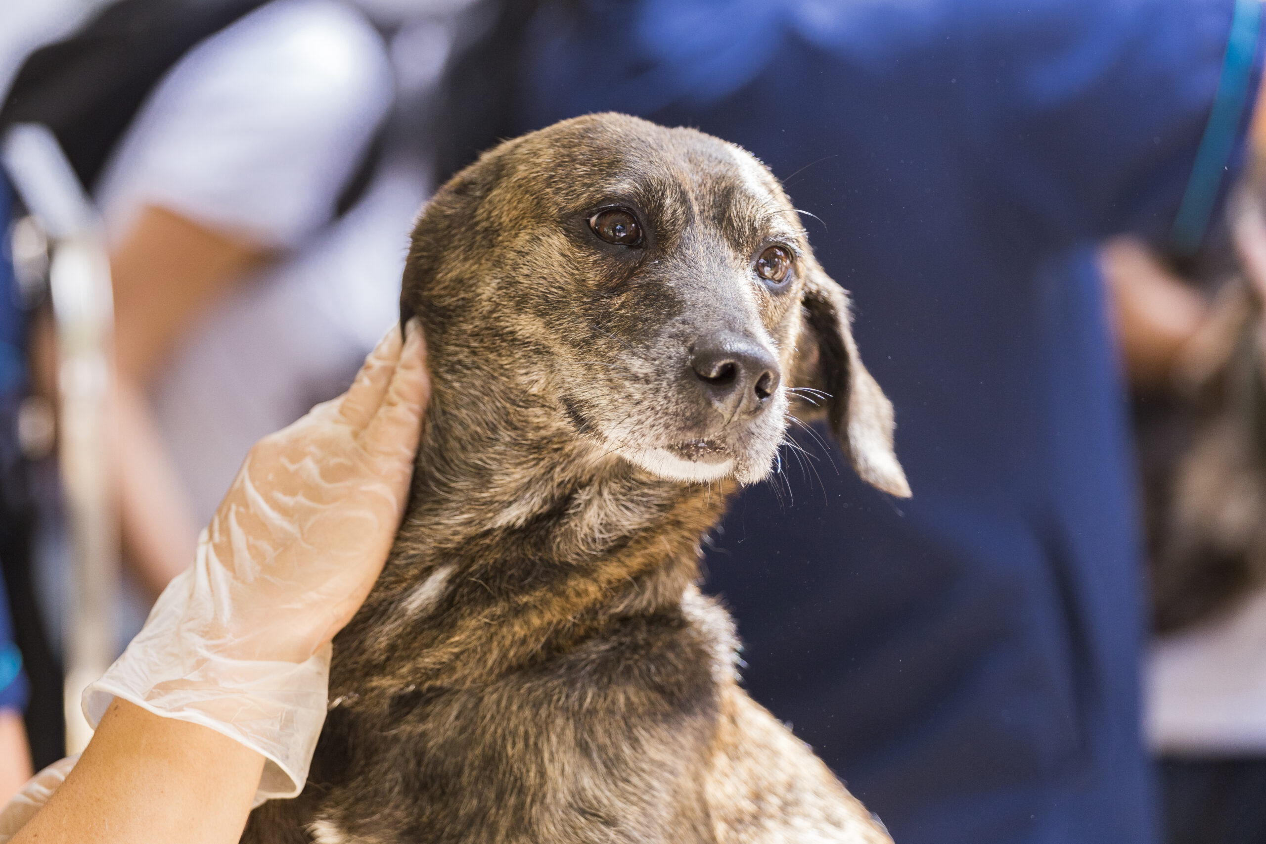 stray dog receiving veterinary care