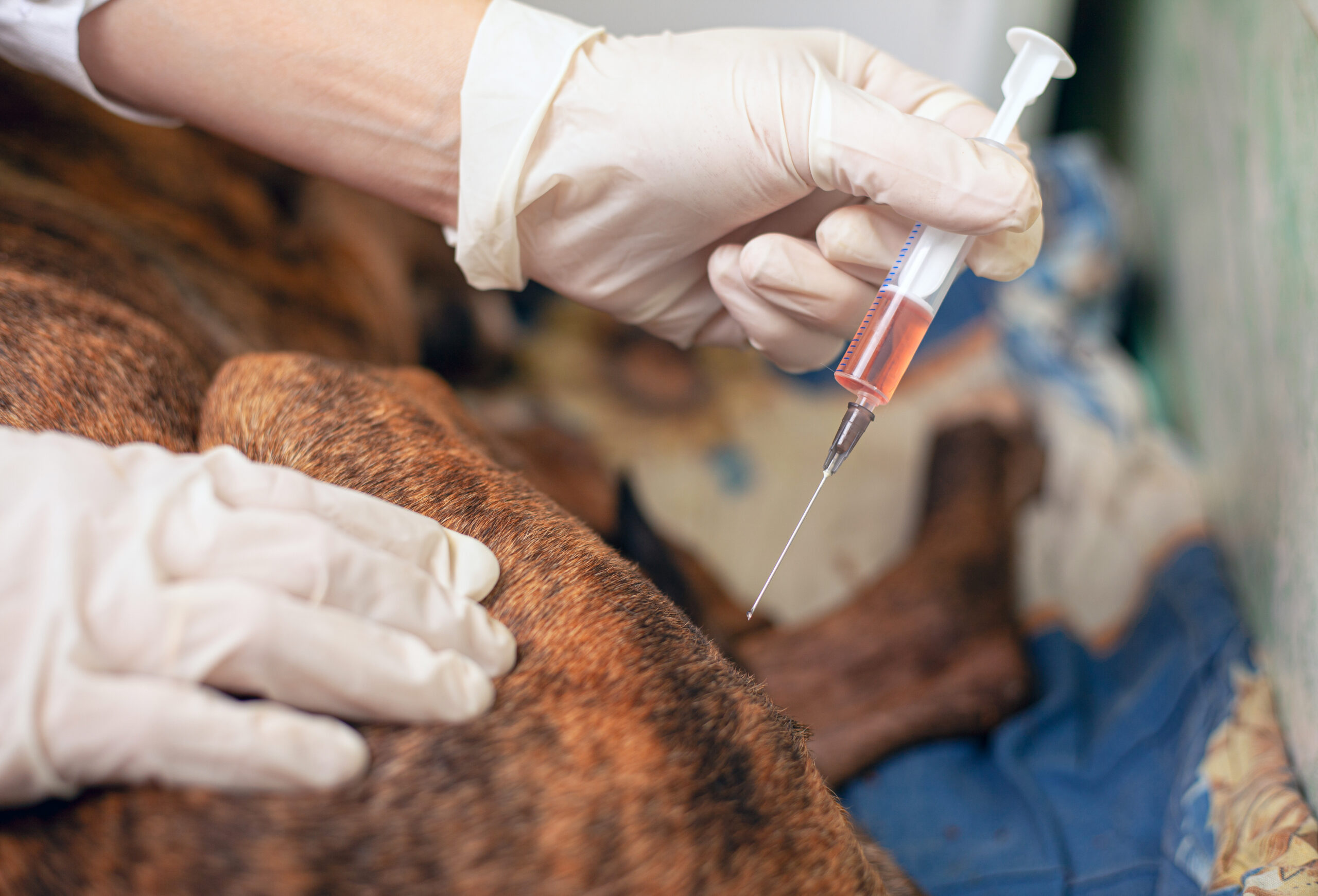 vet gives an injection to a sick dog. doctor holding a syringe with medicine. veterinary ambulance. treatment vaccination animal close-up