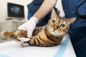close-up-doctor-holding-cat-scaled-e1688043404712-300x200