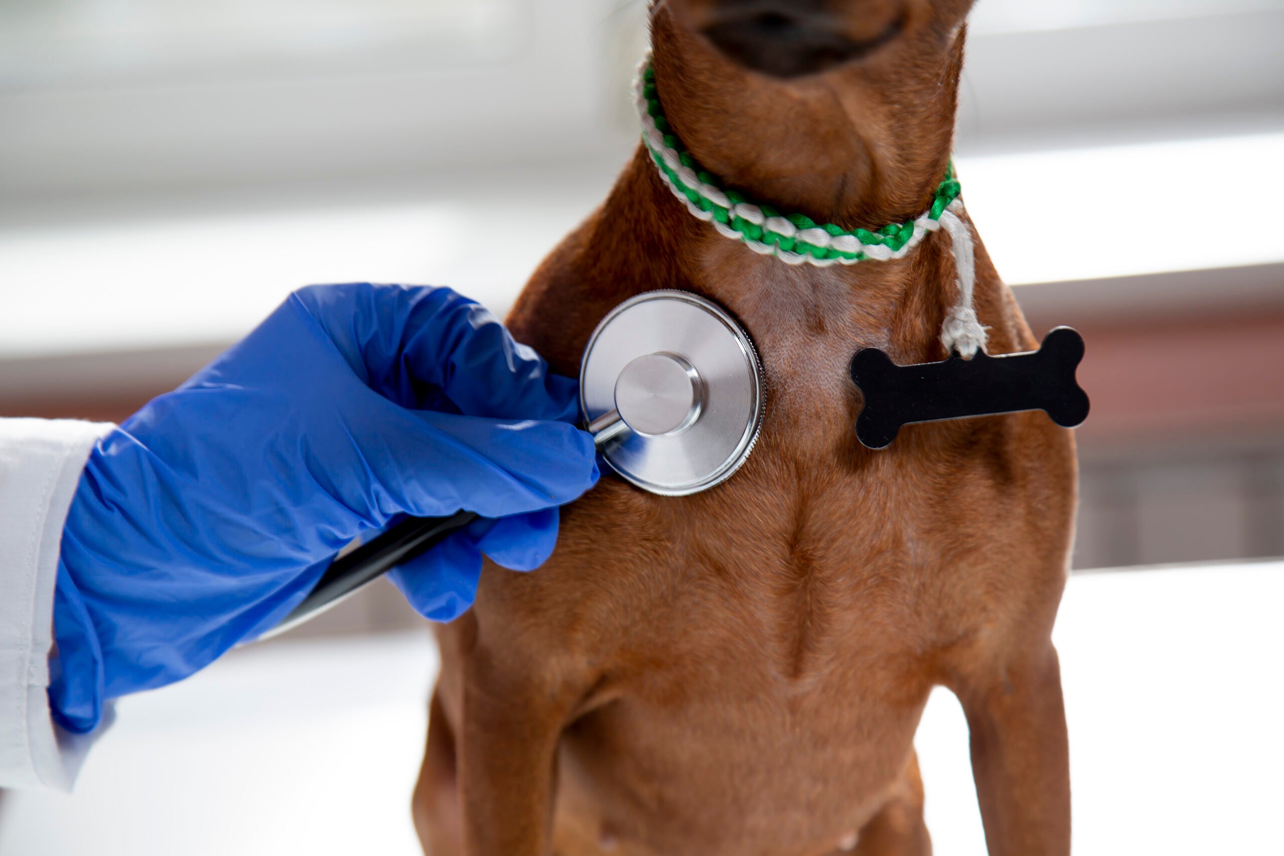 The doctor uses a stethoscope to listen to the pet's breathing.