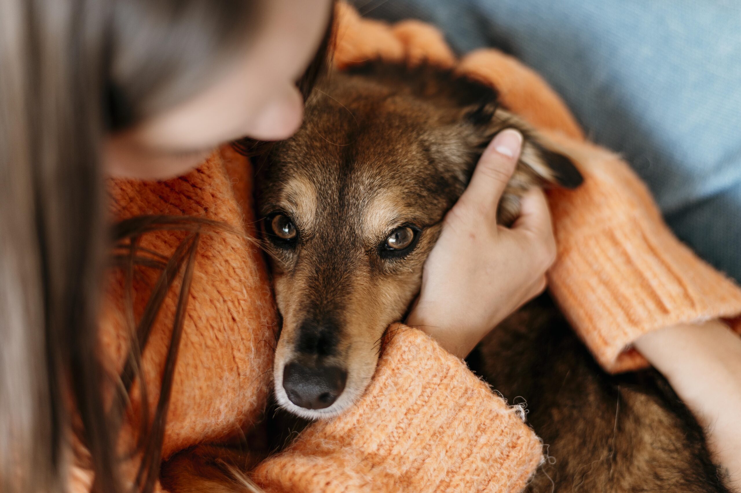 woman-petting-adorable-dog