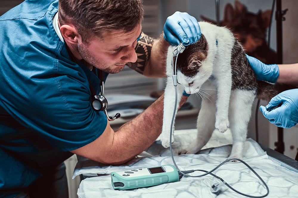 Cute cat on a medical examination at a veterinary clinic, measuring the blood pressure