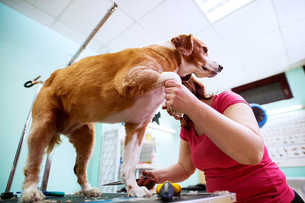 Female worker in an animal saloon is holding paw of a gorgeous l