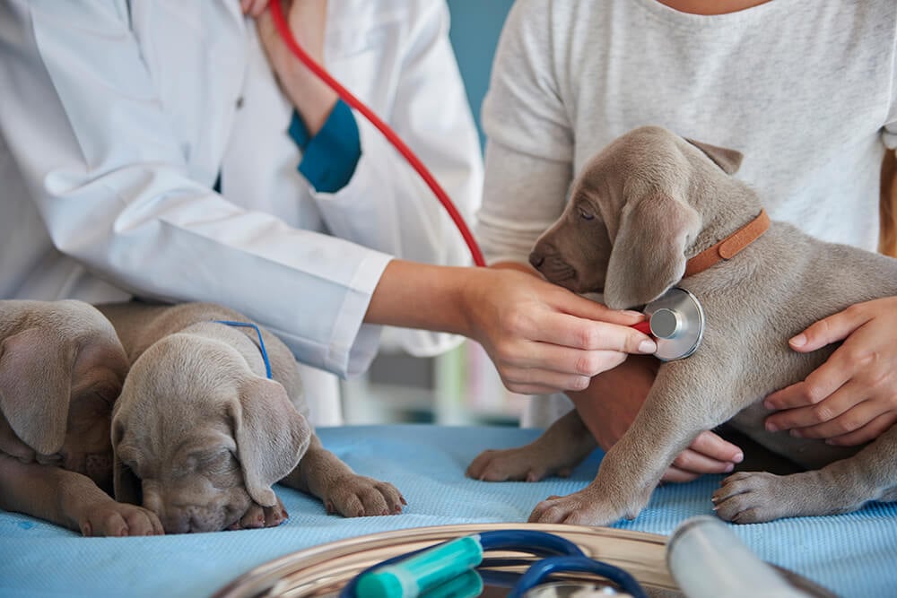 enfermedad-mitral-degenerativa-cronica-en-el-perro