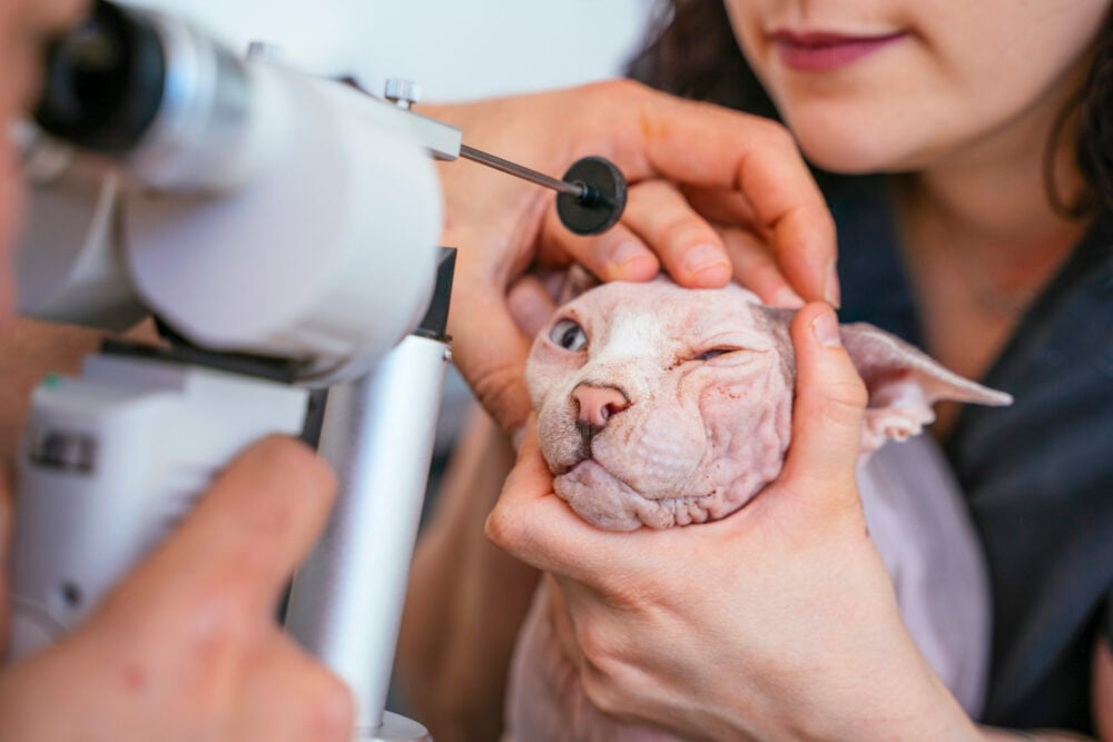 Professional doctor doing annual sight inspection on an unhealthy cat.