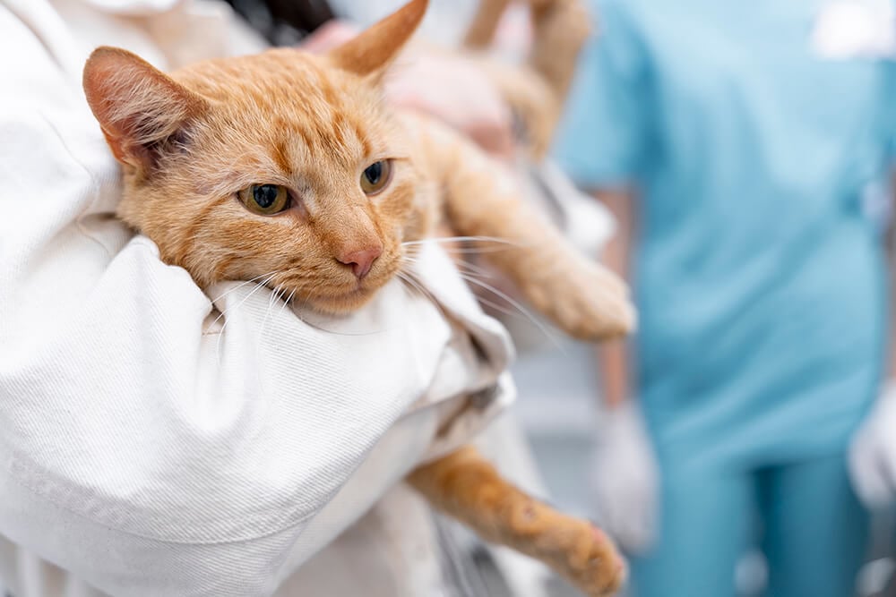 toxoplasmosis