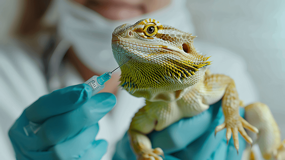 Extracción de sangre en reptiles (1)
