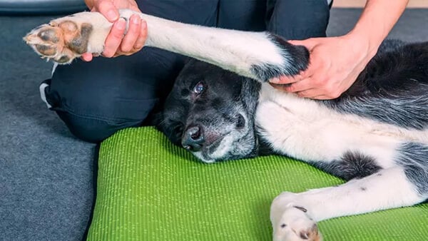 foto fisioterapia-perros-osteoartritis
